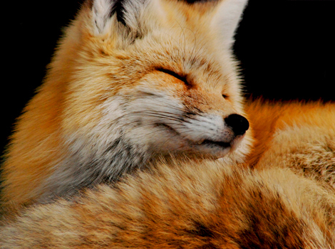 fox-washington-mount-rainier-ga.jpg